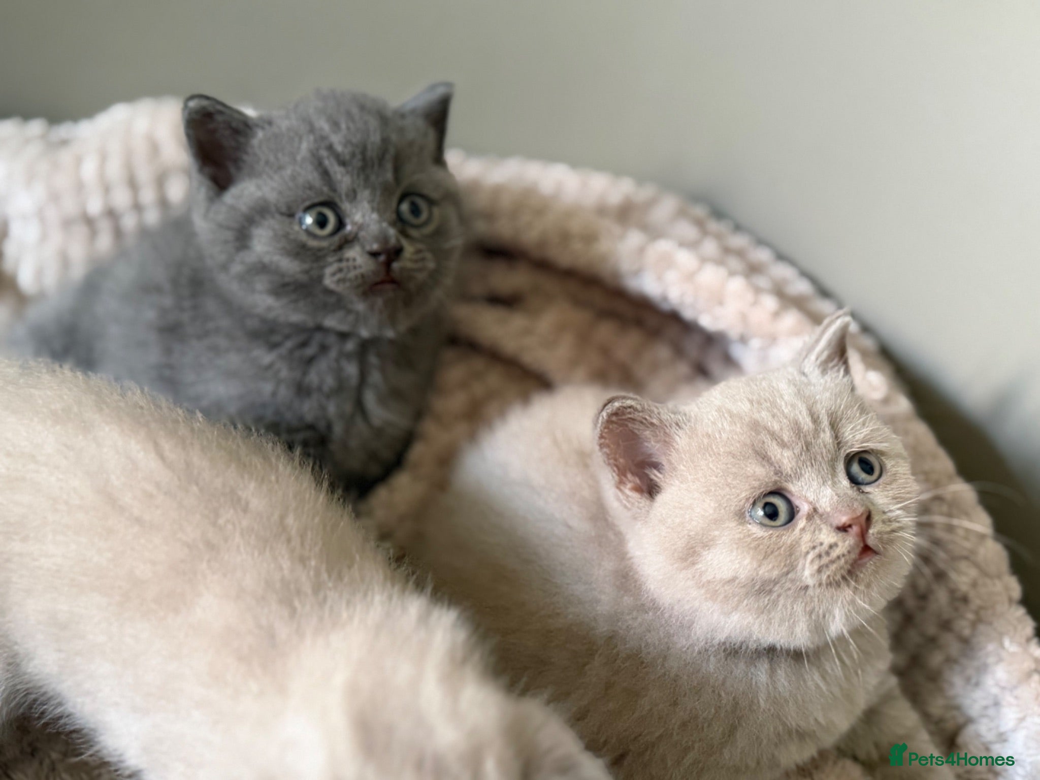British Shorthair cats Little teddy bears - Advert 1