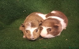 Guinea Pig rodents for sale: 2 Adorable Male Guinea Pigs - Image 3