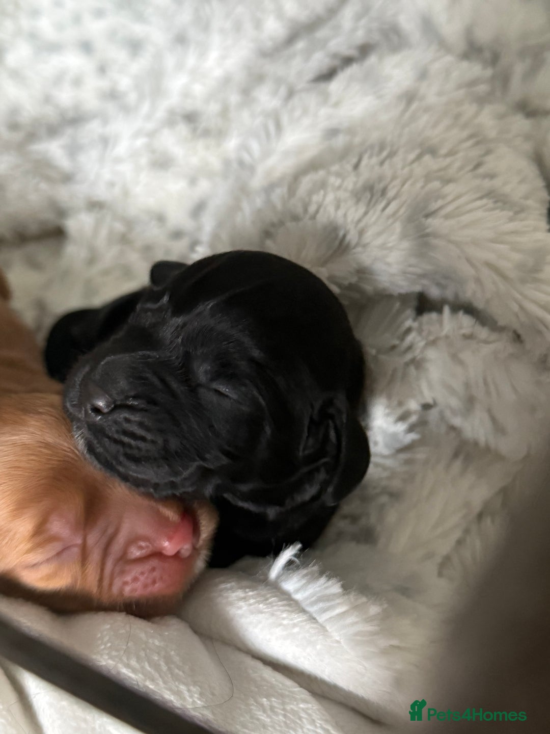 Cockapoo dogs for sale: Cockapoo F1B puppies  - Image 6