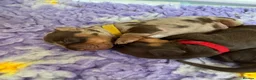 Miniature Dachshund dogs for sale: Absolutely stunning miniature dachshunds  - Advert 6