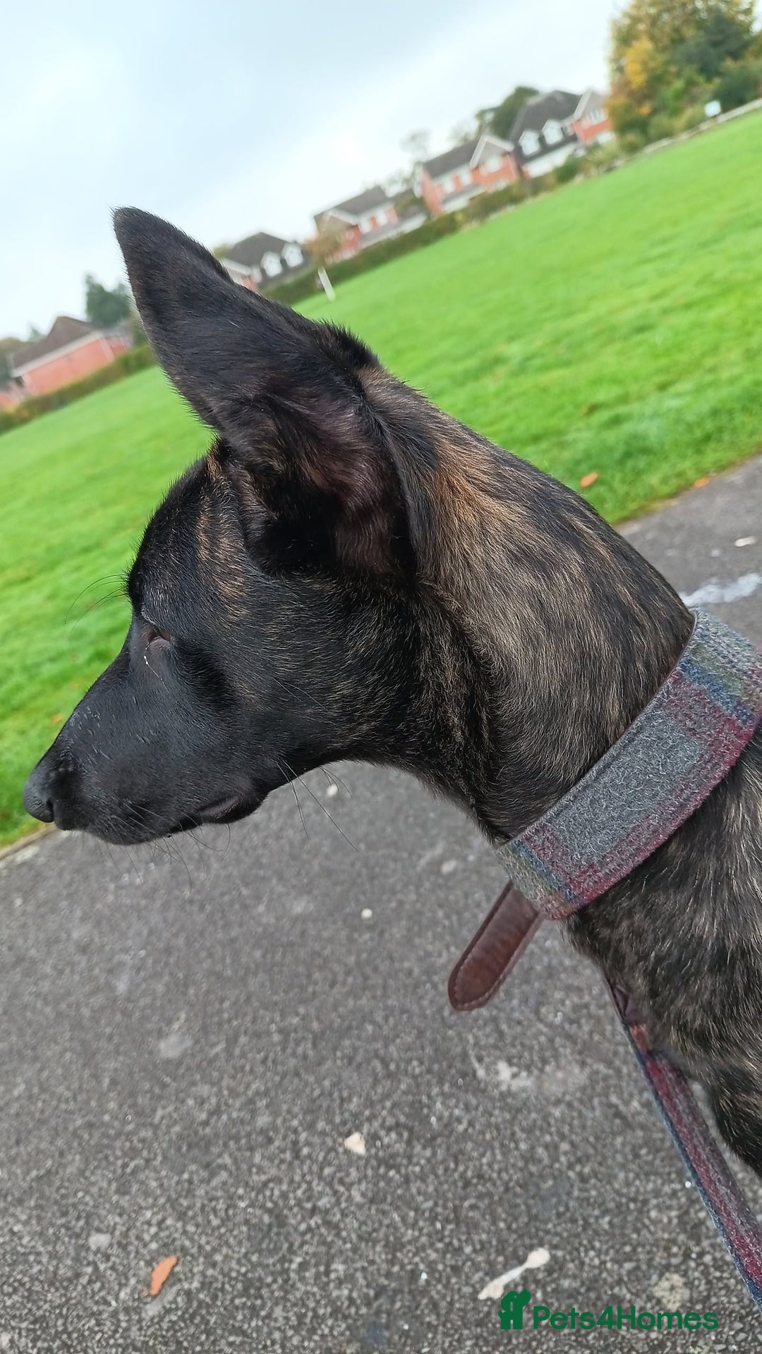 Mixed Breed dogs for sale: Belgian Mali cross lurcher (urgent)  - Image 1