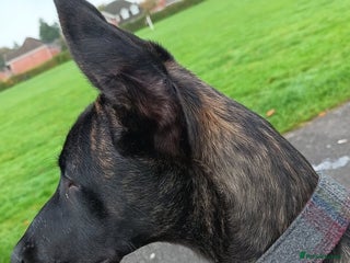 Mixed Breed dogs - Advert 1