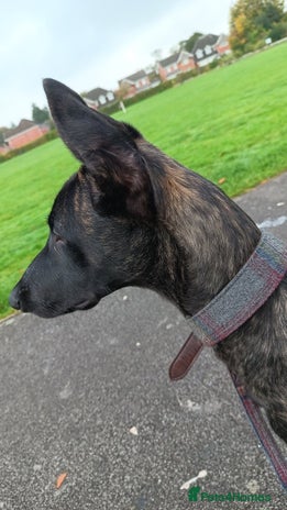 Mixed Breed dogs - Advert 2