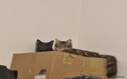 Mixed Breed cats for sale: Dusty and Misty are Affectionate and loving Duo - Image 10