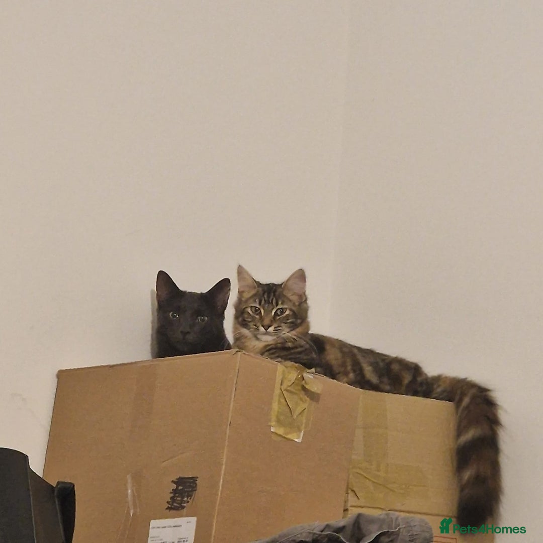 Mixed Breed cats for sale: Dusty and Misty are Affectionate and loving Duo - Image 10
