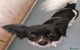 Chihuahua dogs for sale: Lovely little lady Chi - Image 5