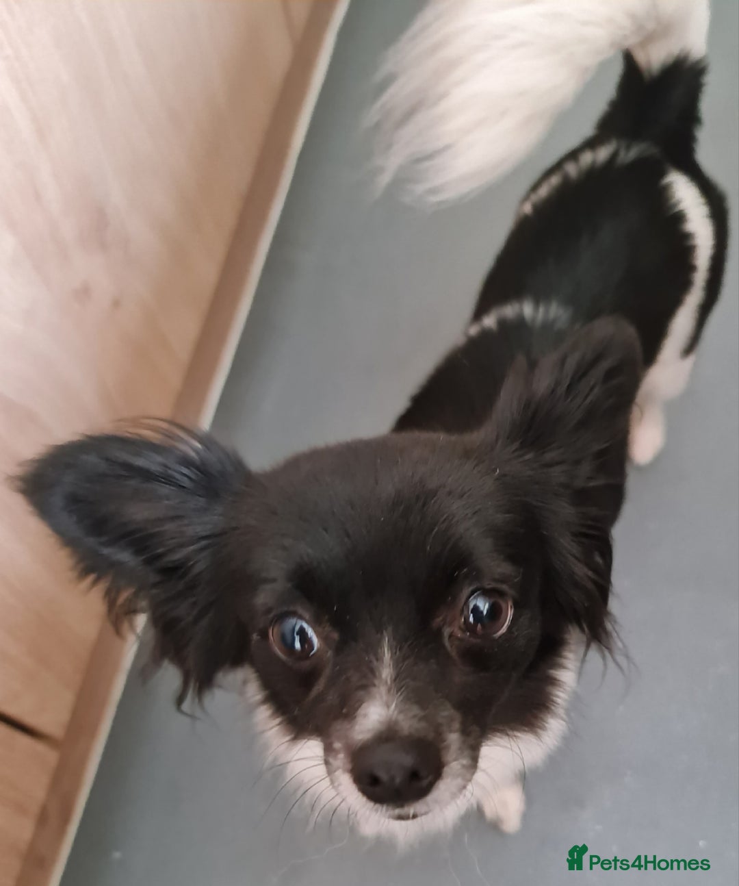 Chihuahua dogs for sale: Lovely little lady Chi - Image 5