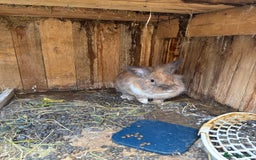 Lionhead rabbits for sale: Rabbit for sale  - Image 5