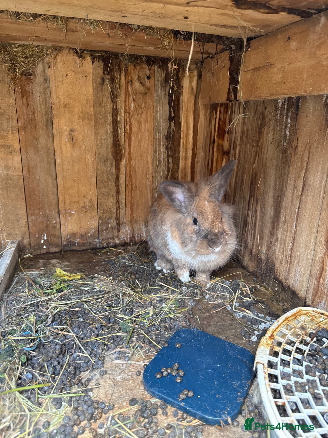 Lionhead rabbits for sale: Rabbit for sale  - Image 5