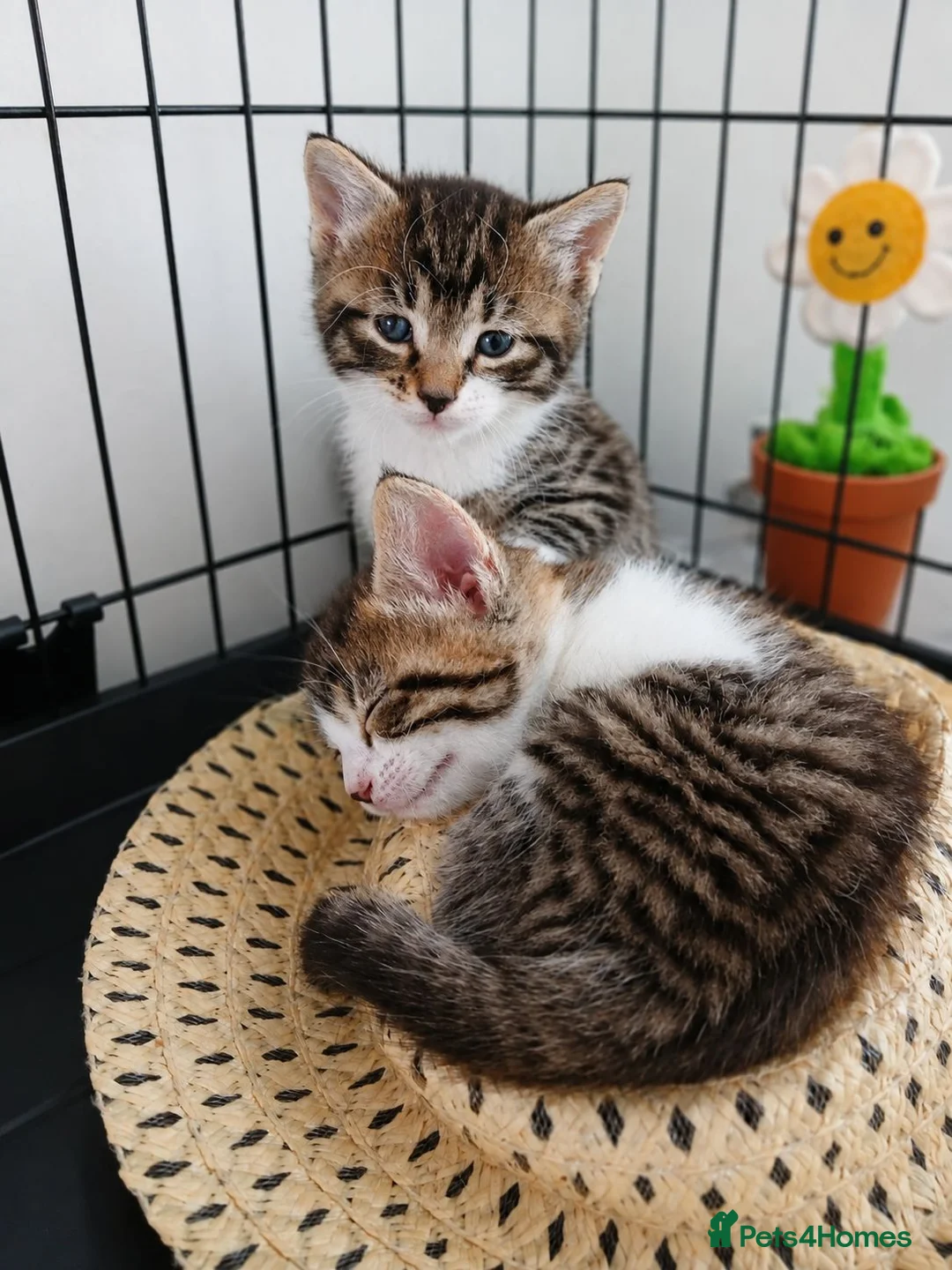 Mixed Breed cats for sale: TWIN TABBY GIRLS AND A GINGER BOY - Advert 2