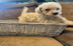 Jackapoo dogs for sale: Gorgeous fluffy Jackapoo puppies!  - Image 3