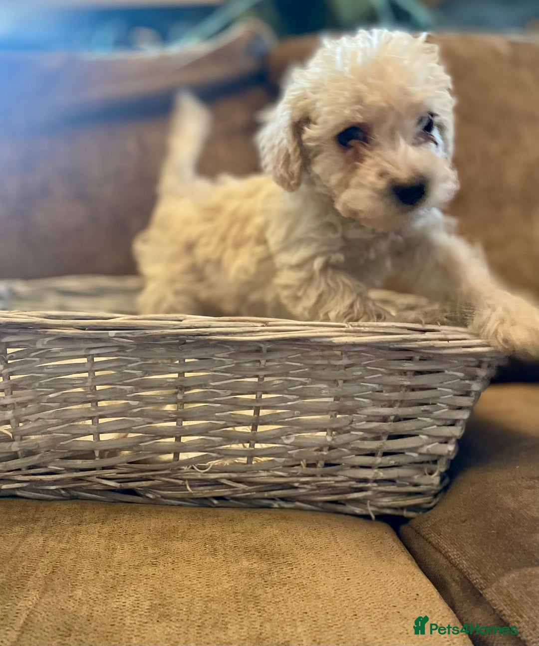 Jackapoo dogs for sale: Gorgeous fluffy Jackapoo puppies!  - Image 3