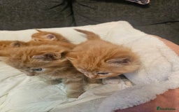 Maine Coon cats for sale: Maine Coone  - Image 11