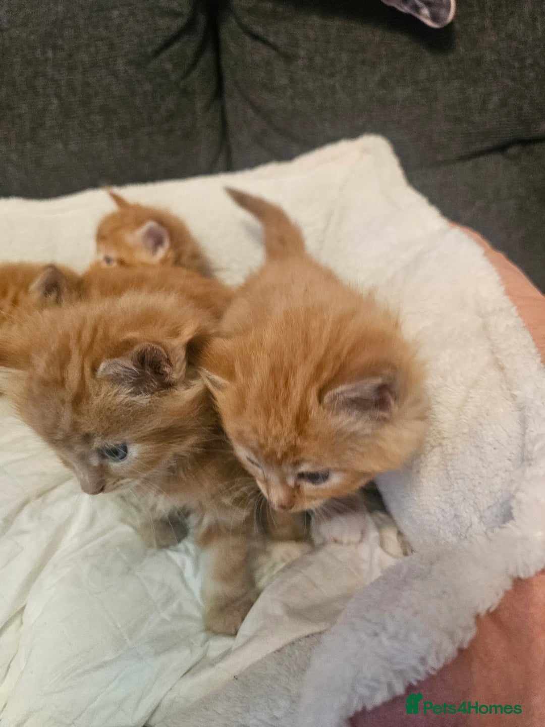 Maine Coon cats for sale: Maine Coone  - Image 11