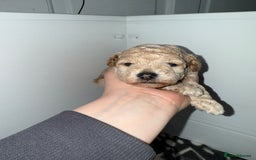 Poochon dogs for sale: Toy Poochons  - Advert 5