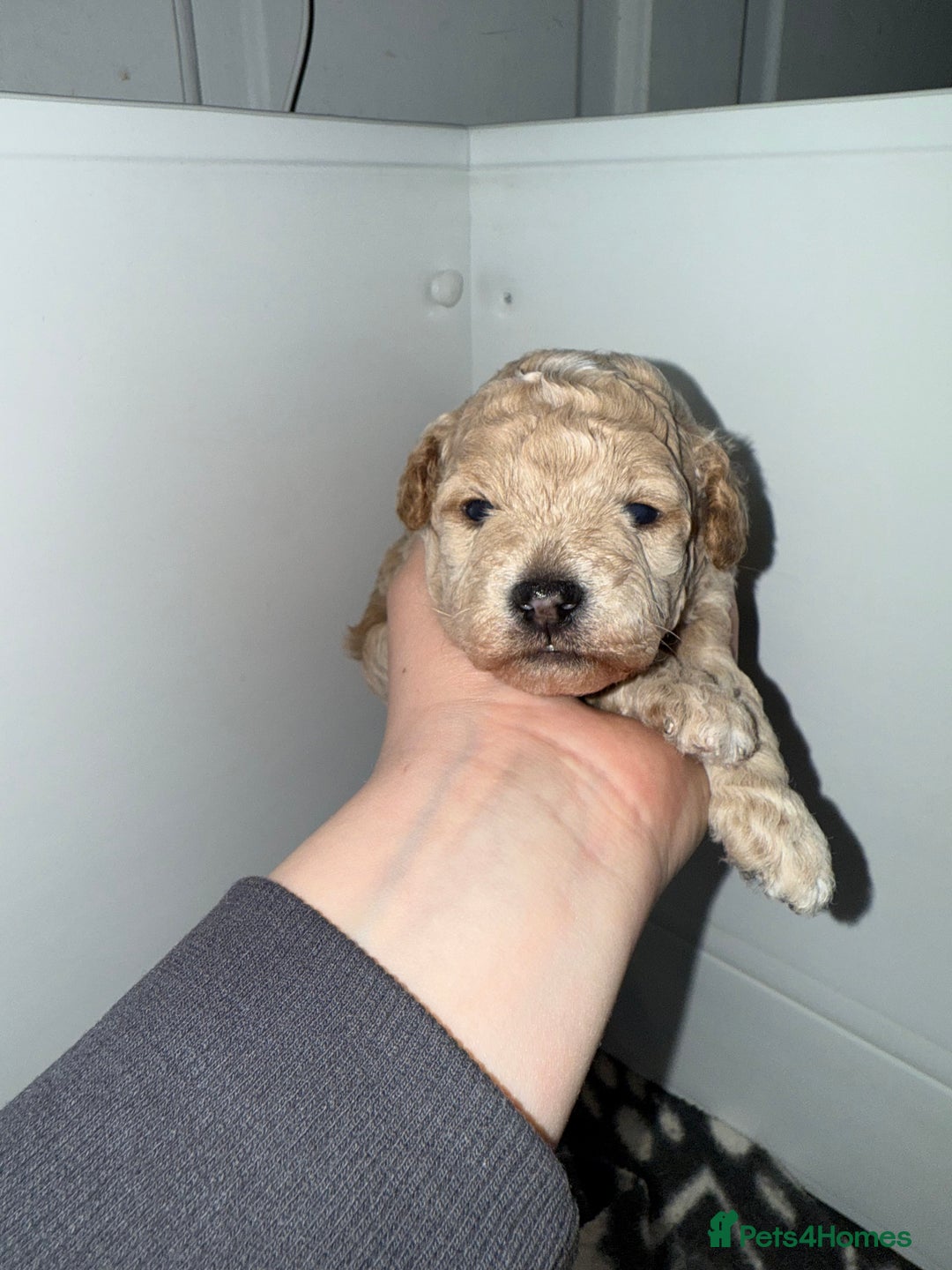 Poochon dogs for sale: Toy Poochons  - Advert 5