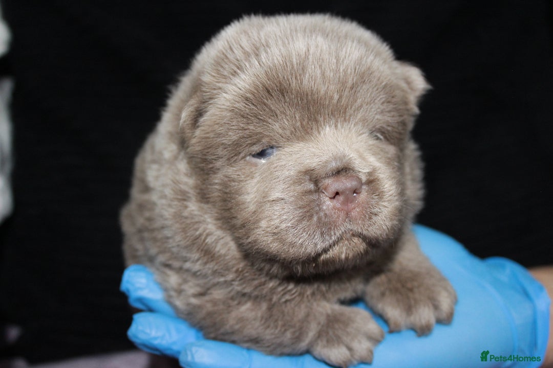 Chow Chow dogs for sale: CHOC🍫LILAC🌪️Champion KC reg🏆 pedigree chow chow - Image 6