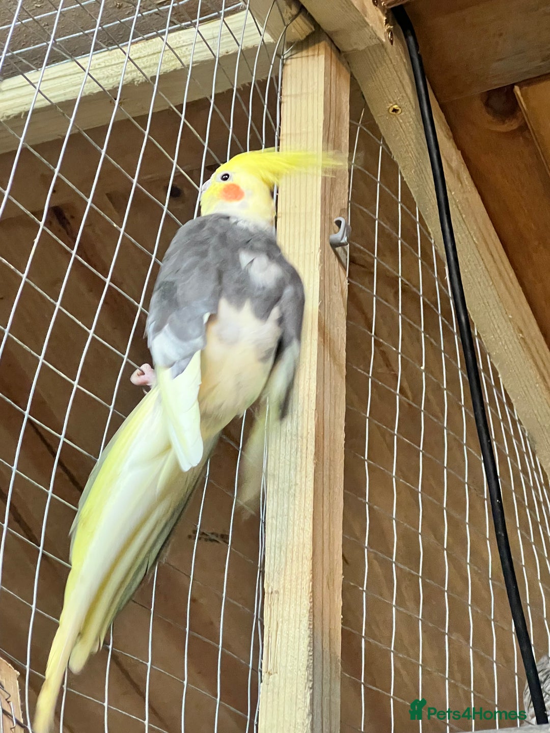 Cockatiels birds for sale: Cockatiels  - Advert 5