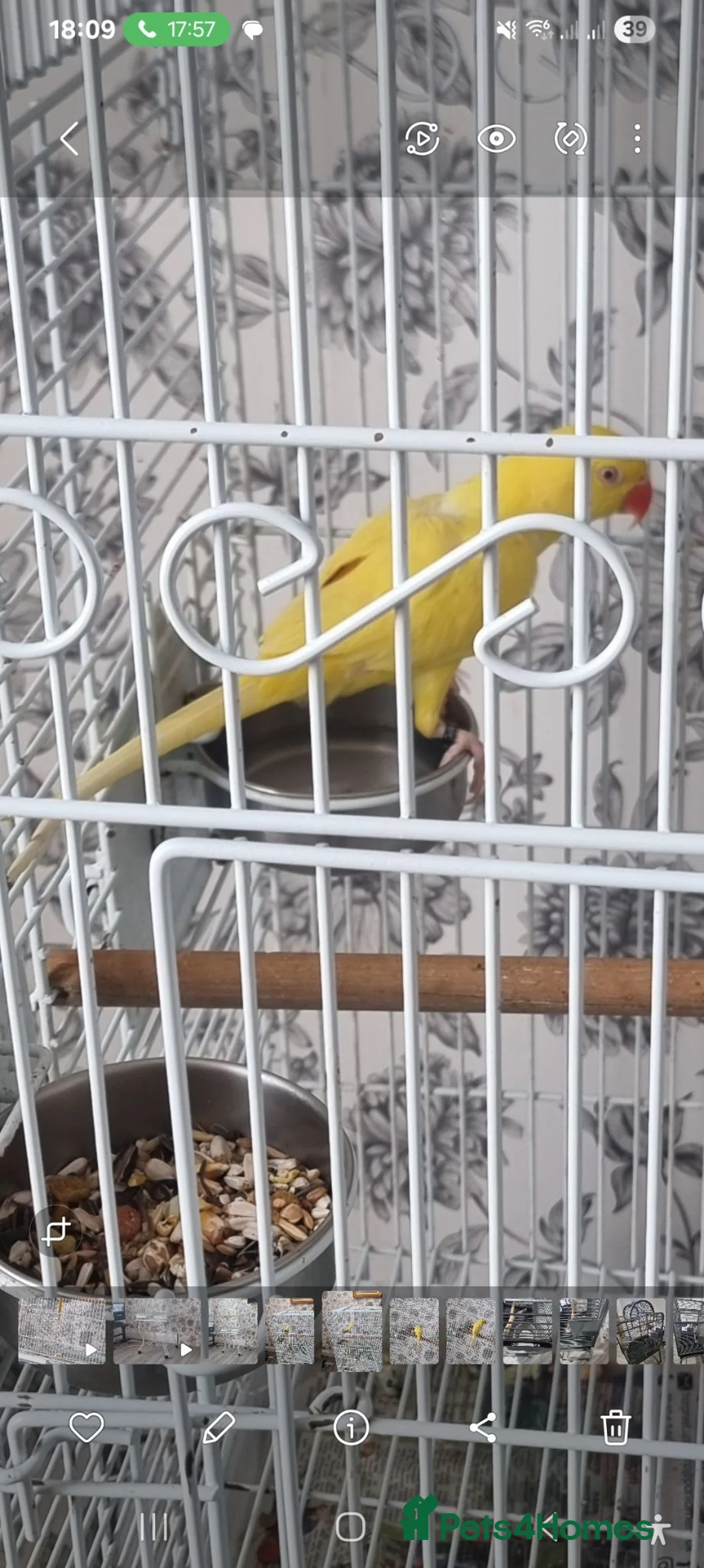 Parrots birds for sale: Beautiful baby lutino ringneck talking parrot  - Advert 2