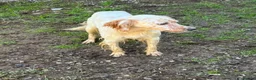 English Setter dogs for adoption: Sua   in Newcastle upon Tyne - Advert 8