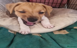 Jack Russell dogs for sale: Boy Jack Russel pup - Image 4