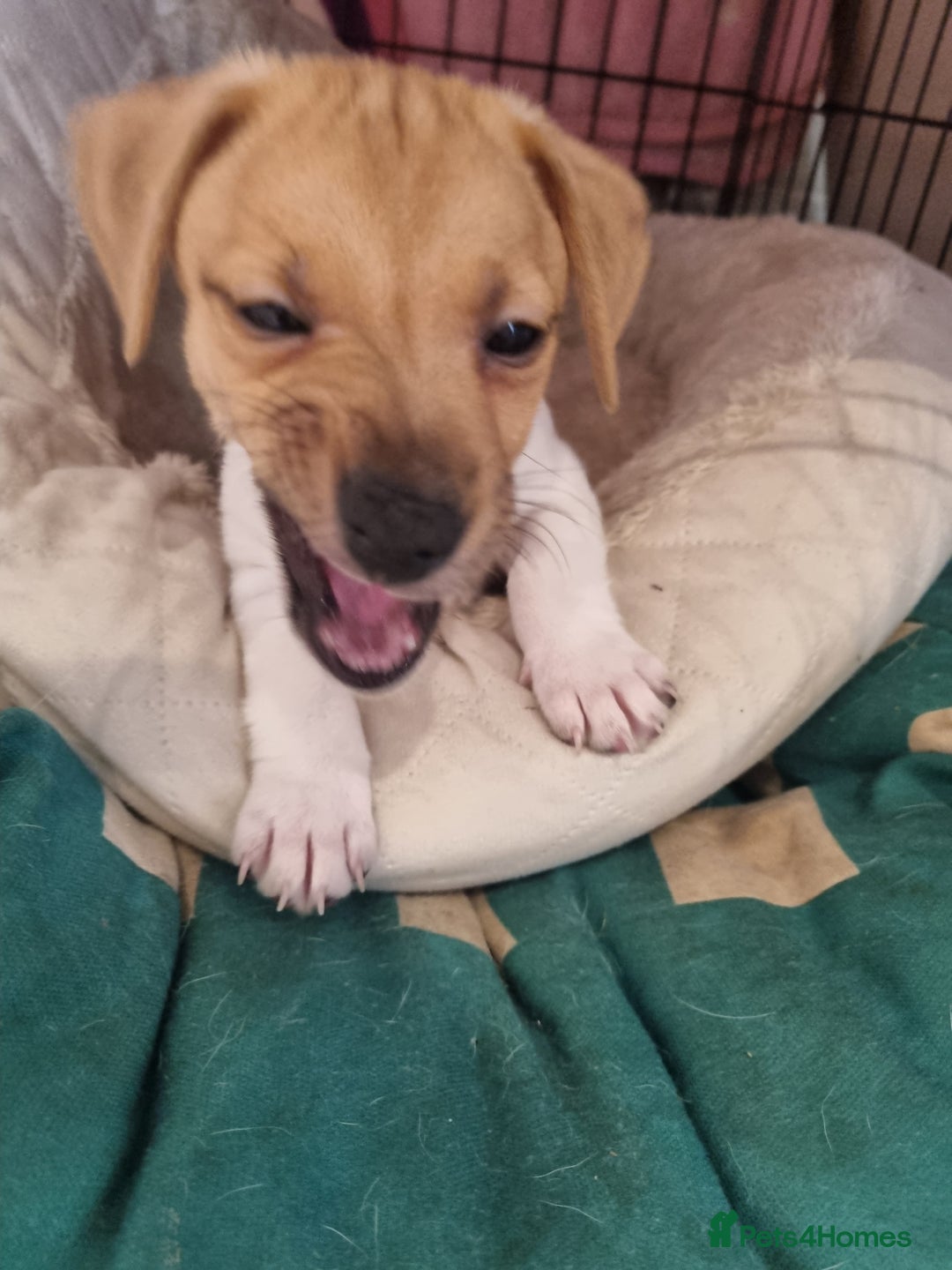 Jack Russell dogs for sale: Boy Jack Russel pup - Image 4