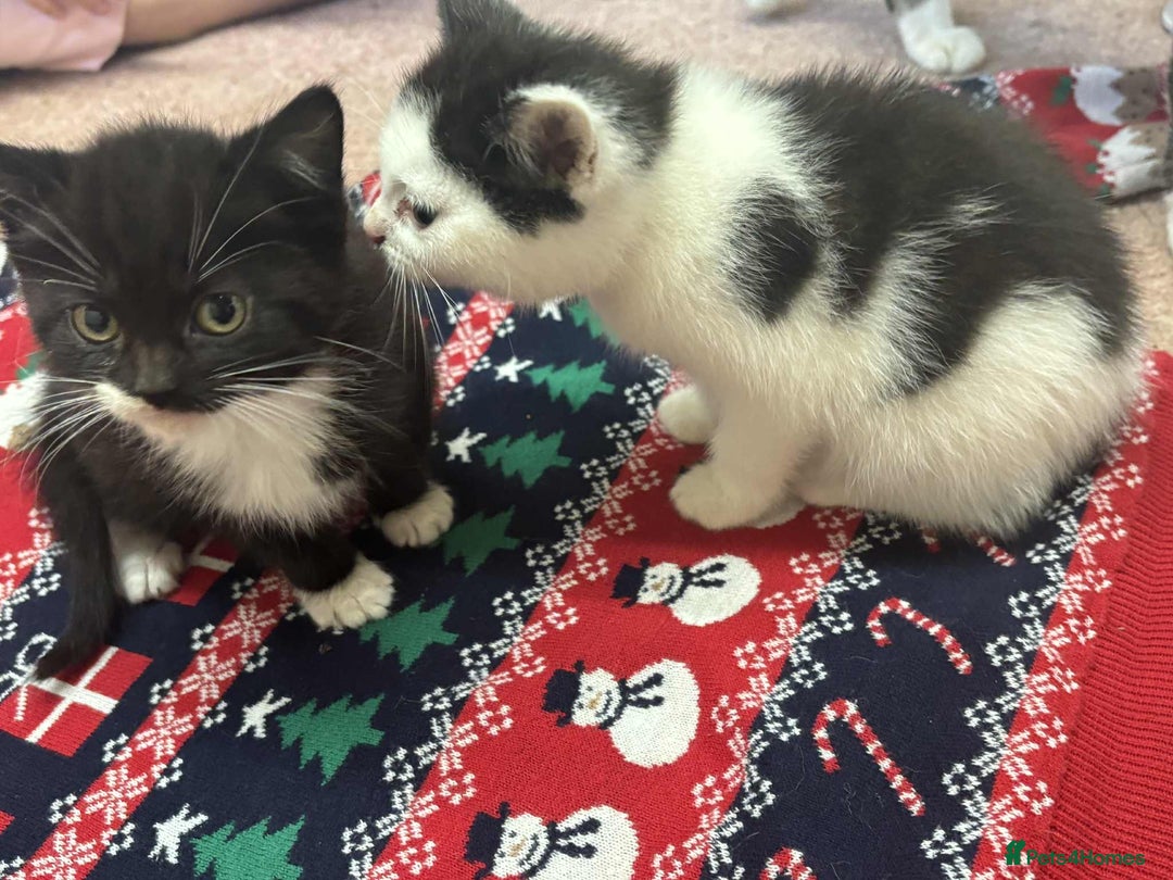 Mixed Breed cats for sale: Kittens mix - Advert 7