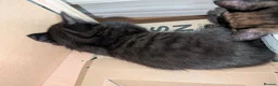 Mixed Breed cats for sale: 1 boy kitten: shadow tabby with white chest. in Taunton - Advert 14