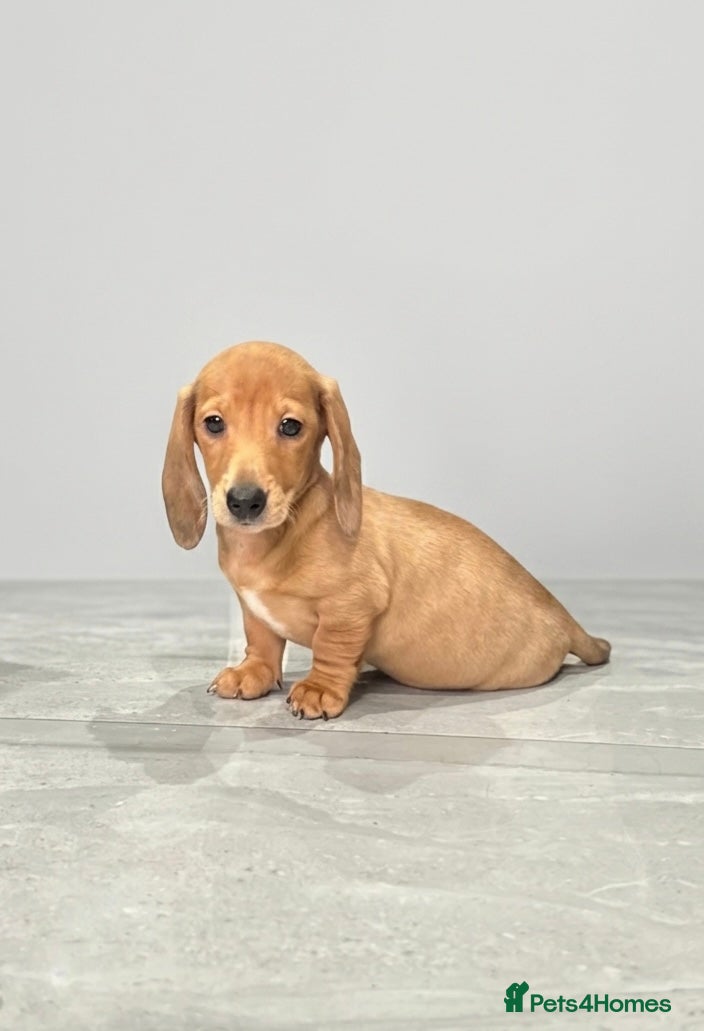 Miniature Dachshund dogs Adorable mini smoothe dachshund puppies - Advert 17