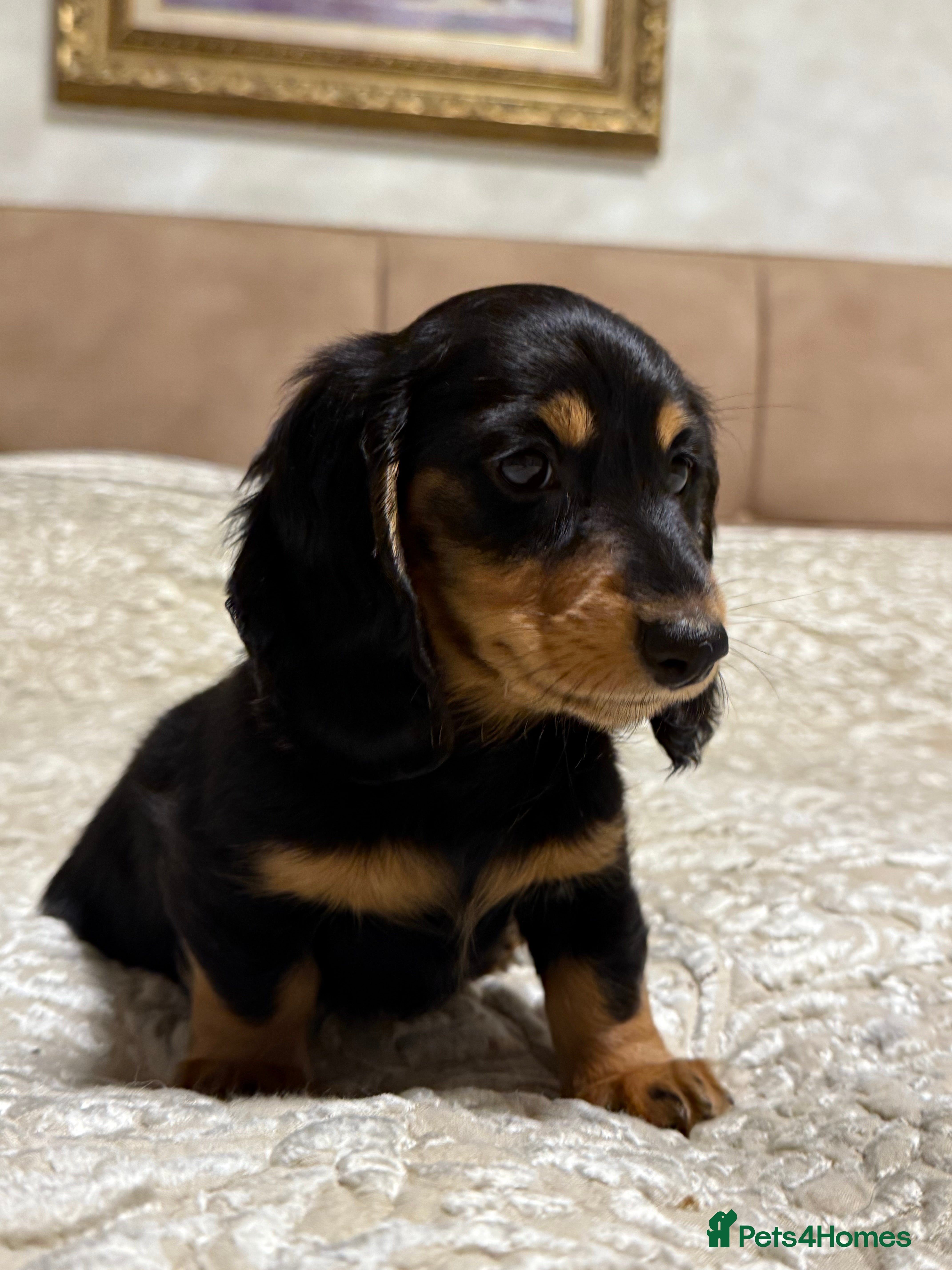 Miniature Dachshund dogs KC reg Long-Hair Black & Tan Miniature Dachhund - Advert 1