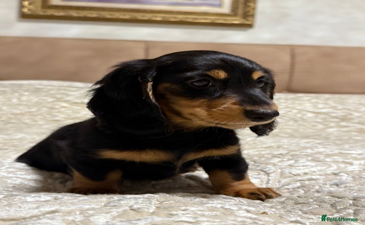 Miniature Dachshund dogs Long-Hair Black & Tan Miniature Dachshund Puppies - Advert 12