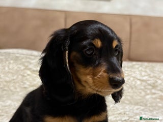 Miniature Dachshund dogs Long-Hair Black & Tan Miniature Dachshund Puppies - Advert 9