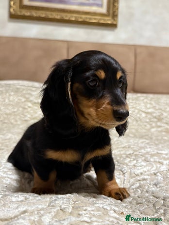 Miniature Dachshund dogs Long-Hair Black & Tan Miniature Dachshund Puppies - Advert 12