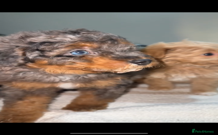 Pomapoo dogs - Advert 2