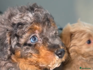 Pomapoo dogs - Advert 2