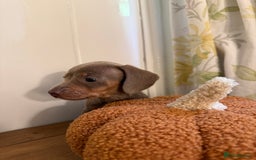 Miniature Dachshund dogs for sale: 3 miniature dachshund  - Image 2