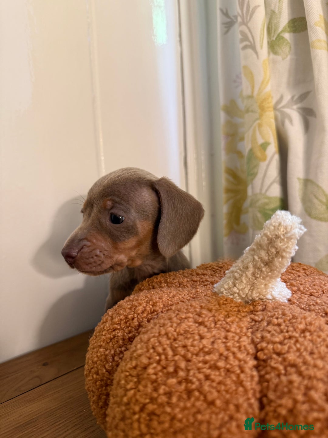 Miniature Dachshund dogs for sale: 3 miniature dachshund  - Image 2