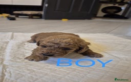 Cockapoo dogs for sale: Cockapoo Puppies - Image 7