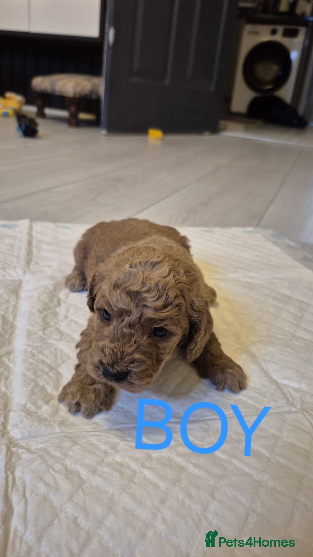 Cockapoo dogs for sale: Cockapoo Puppies - Image 7