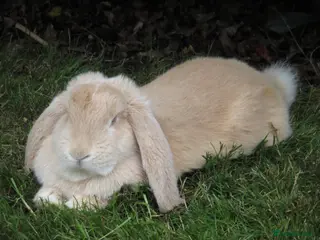 French Lop rabbits Pure French Lop Pair - Advert 3