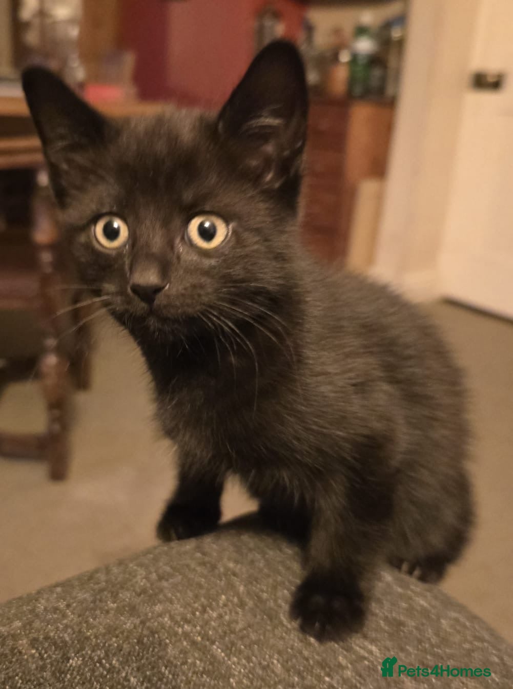 Mixed Breed cats 3 kittens ready to go! - Advert 9