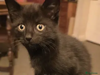 Mixed Breed cats 3 kittens ready to go! - Advert 9