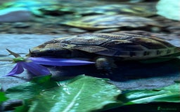 Tortoise reptiles for sale: Baby Spurthigh Tortoises - Image 6