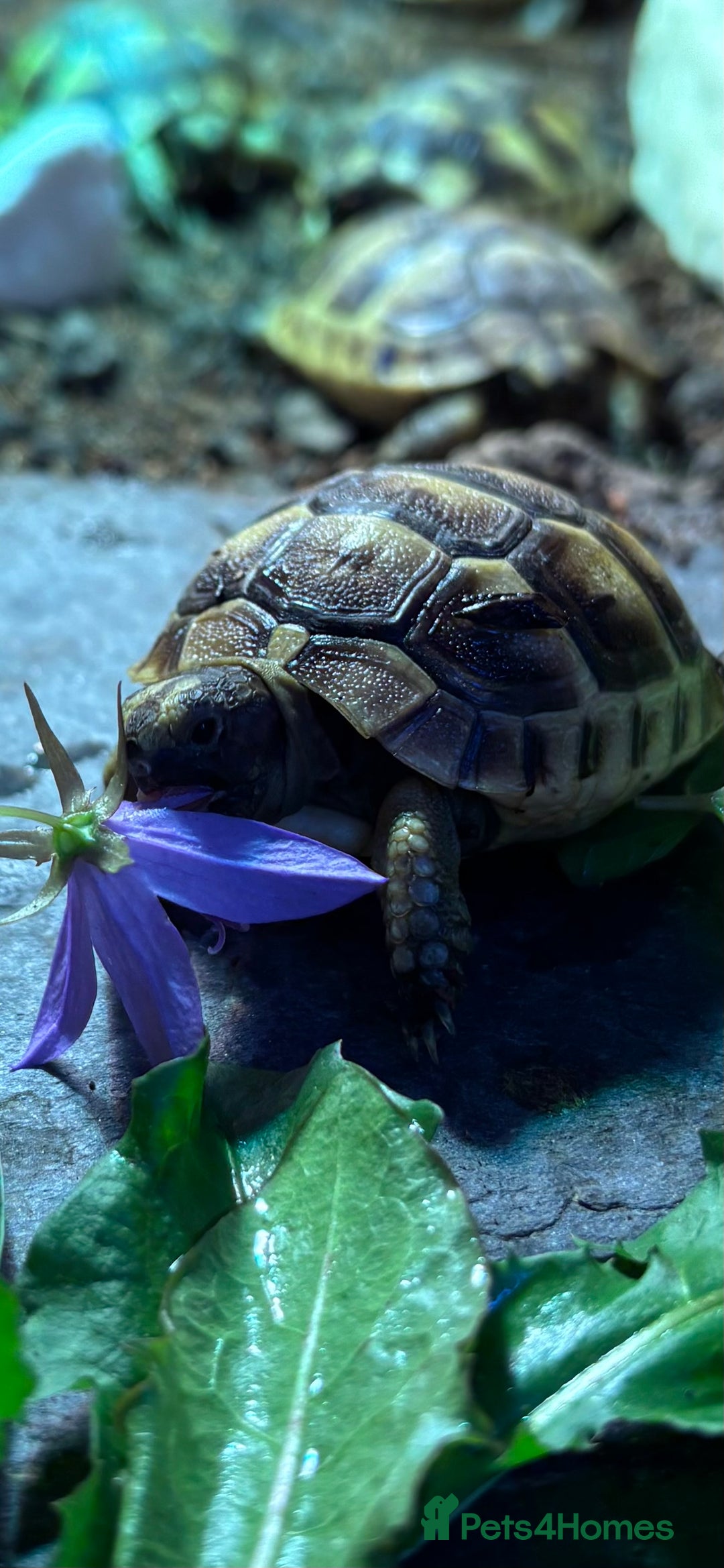 Tortoise reptiles for sale: Baby Spurthigh Tortoises - Image 6