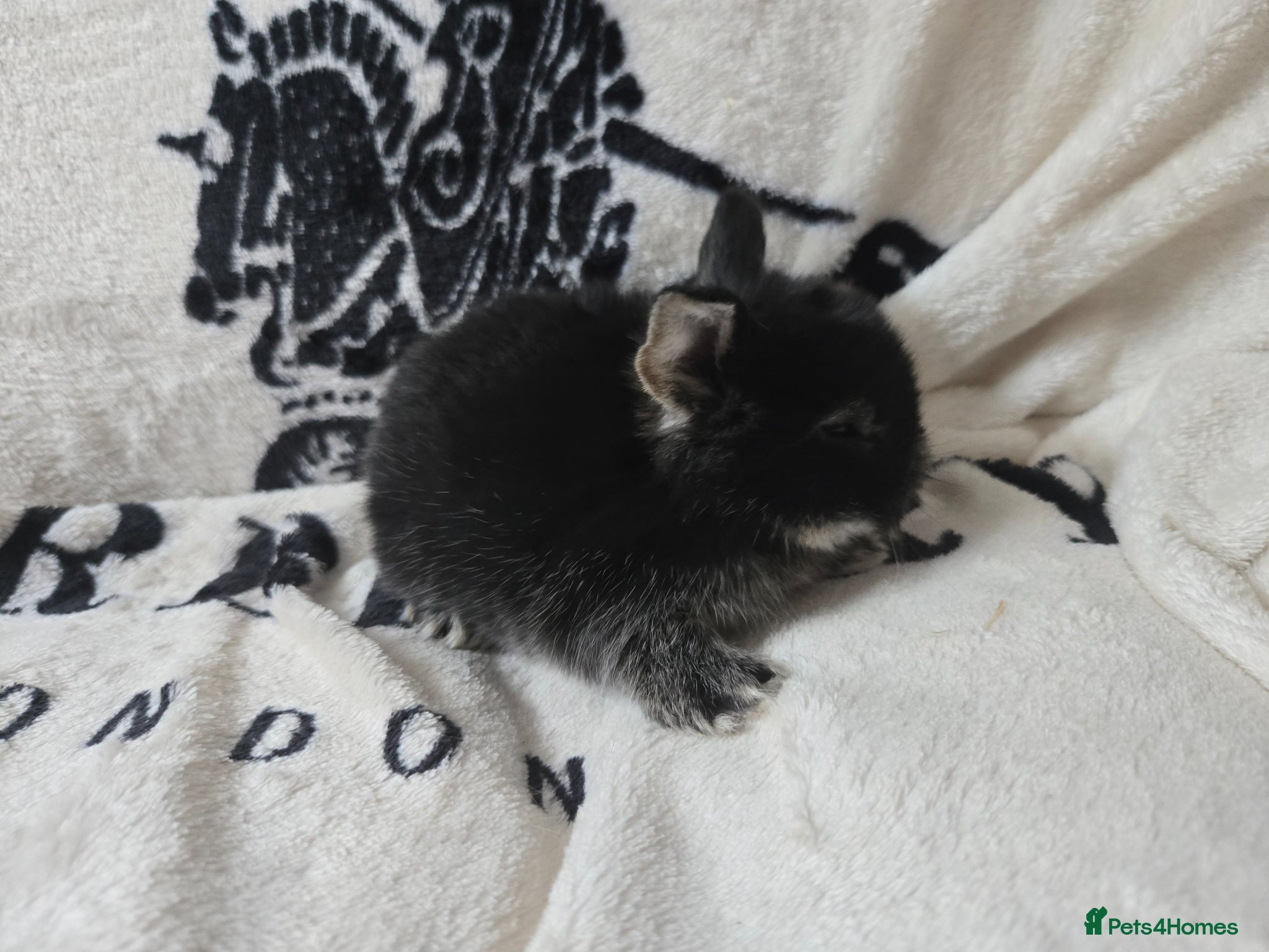 Mini Lop rabbits Stunning mini lop bunnies - Advert 10