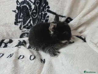 Mini Lop rabbits Stunning mini lop bunnies - Advert 10