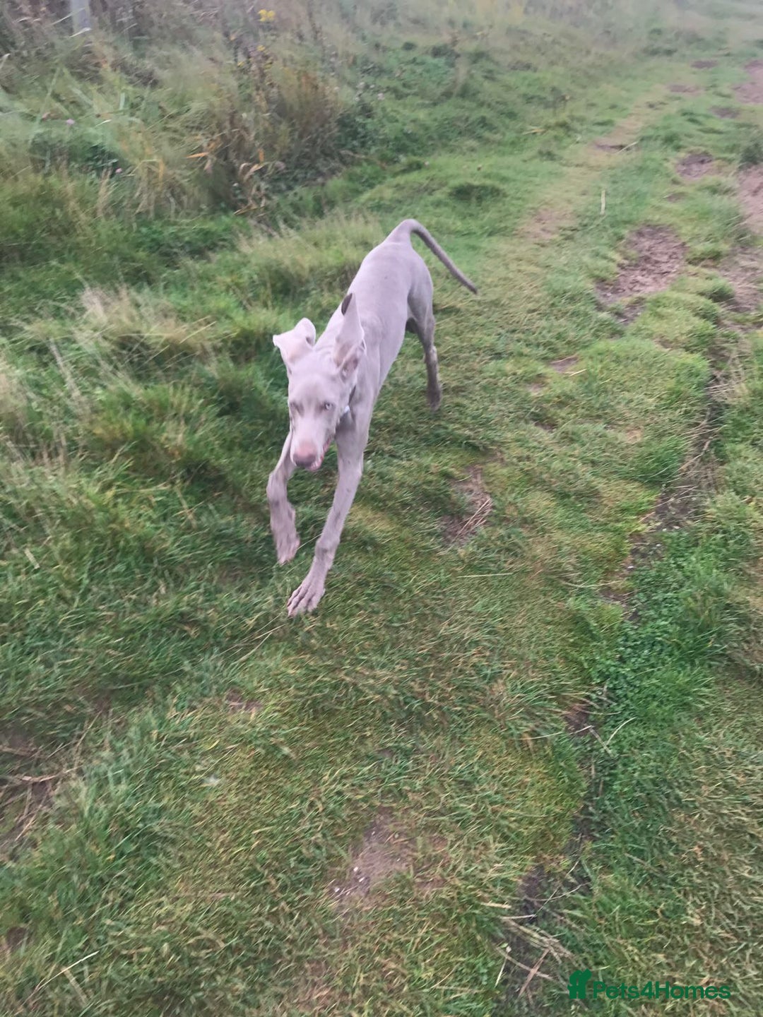 Weimaraner dogs for sale: 8 year old weimeraner Hugo, looking for home  - Image 2