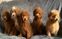 Poochon dogs for sale: Gorgeous Red Toy Poochon Pups fully health tested - Image 5