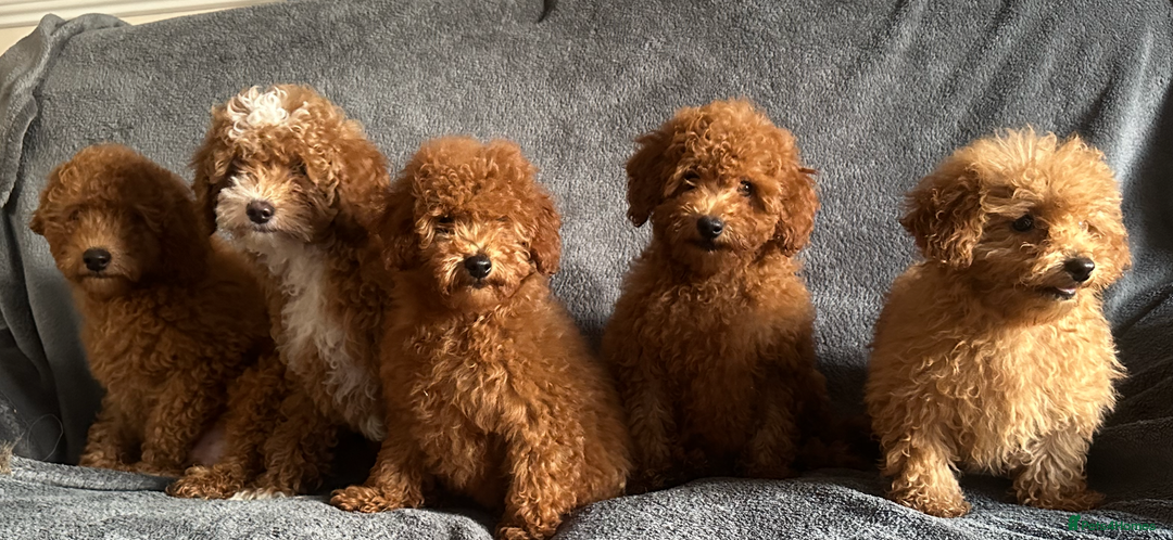 Poochon dogs for sale: Gorgeous Red Toy Poochon Pups fully health tested - Image 5