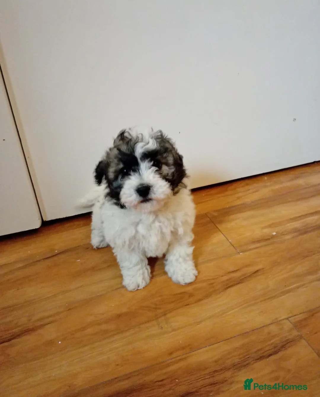 Maltipoo dogs for sale: Maltipoo puppies  - Advert 6